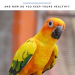 How Long Do Sun Conures Live