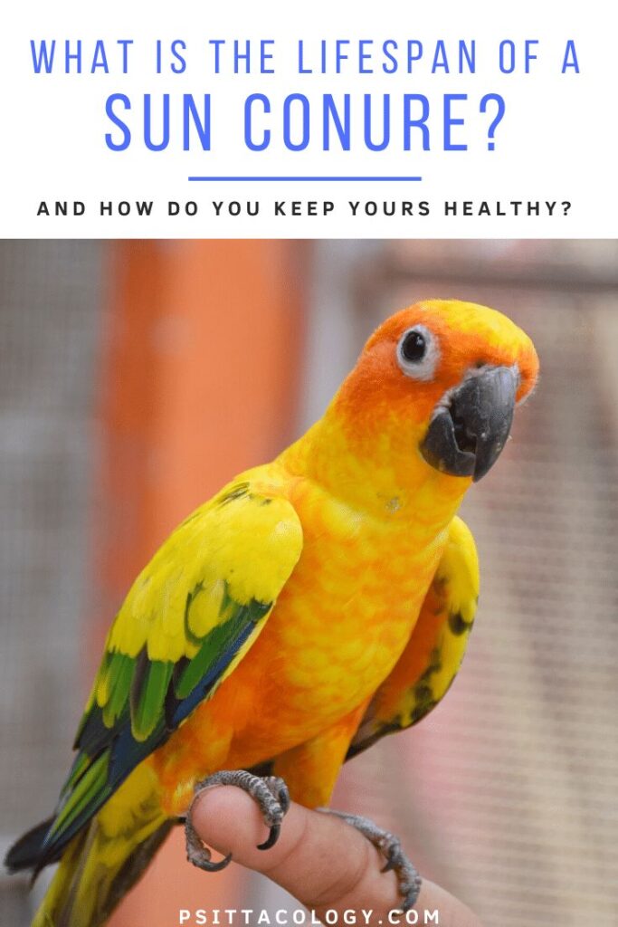 How Long Do Sun Conures Live