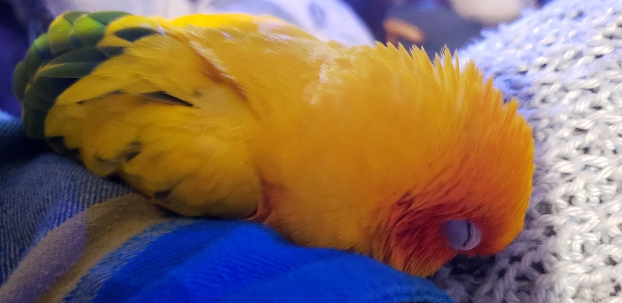 How Much Sun Conure Weight