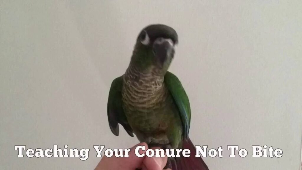 How to Train a Conure Not to Bite