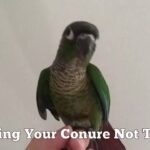 How to Train a Conure Not to Bite