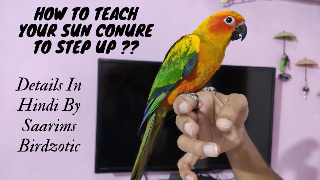 How to Train a Sun Conure