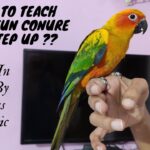 How to Train a Sun Conure