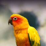 Sun Conure Personality