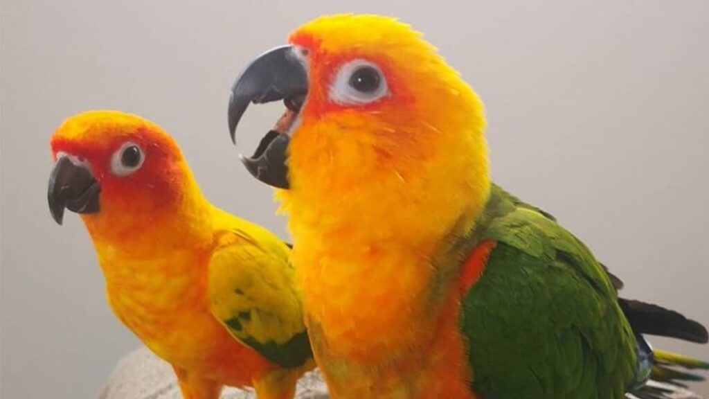 Sun Conure Voice