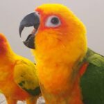 Sun Conure Voice