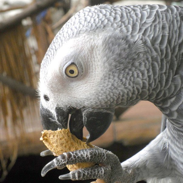 Can Parrots Eat Almonds