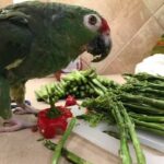 Can Parrots Eat Asparagus