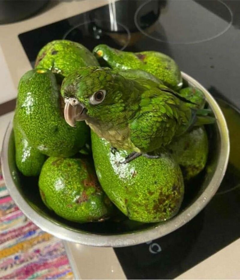 Can Parrots Eat Avocado