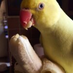 Can Parrots Eat Bananas