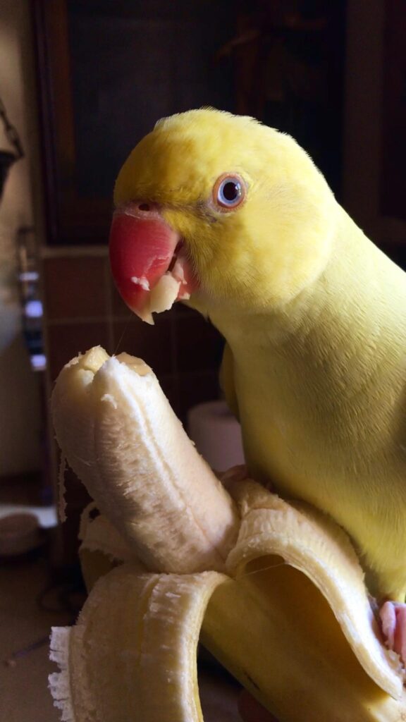 Can Parrots Eat Bananas