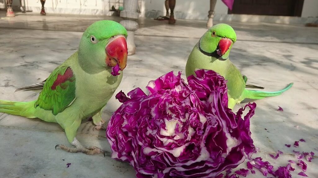 Can Parrots Eat Cabbage