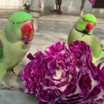 Can Parrots Eat Cabbage