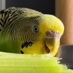 Can Parrots Eat Celery