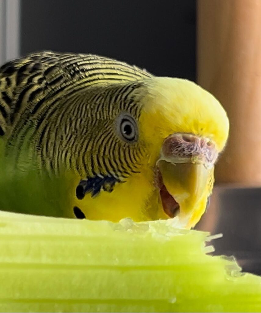 Can Parrots Eat Celery