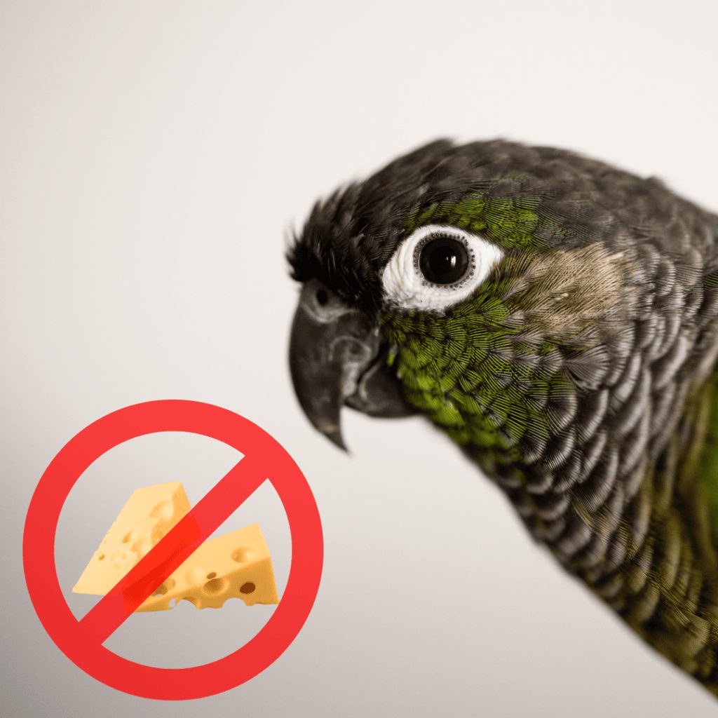 Can Parrots Eat Cheese