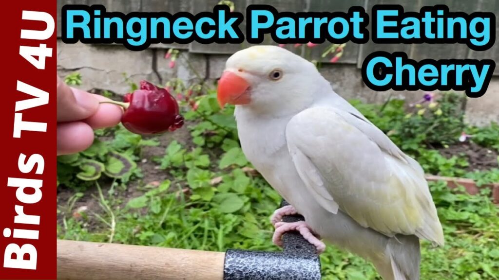 Can Parrots Eat Cherries