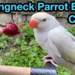 Can Parrots Eat Cherries