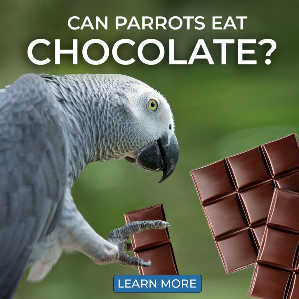 Can Parrots Eat Chocolate