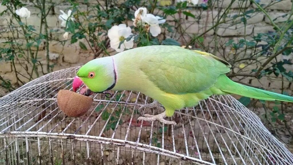 Can Parrots Eat Kiwi