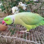 Can Parrots Eat Kiwi