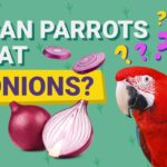 Can Parrots Eat Onions