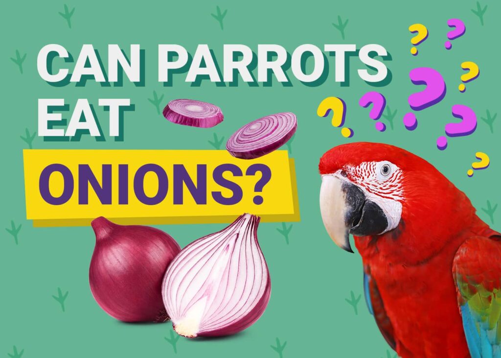 Can Parrots Eat Onions