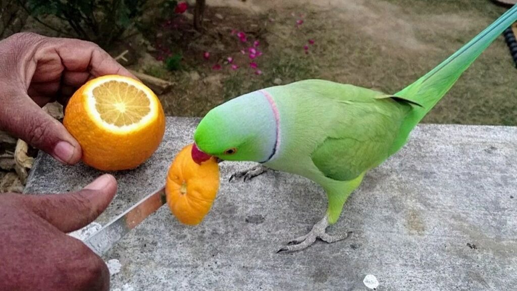 Can Parrots Eat Oranges