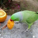 Can Parrots Eat Oranges