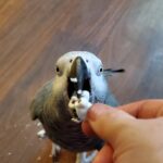 Can Parrots Eat Popcorn