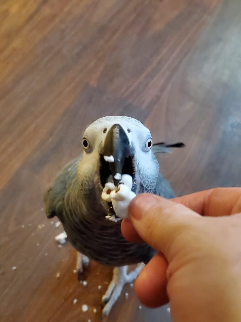 Can Parrots Eat Popcorn