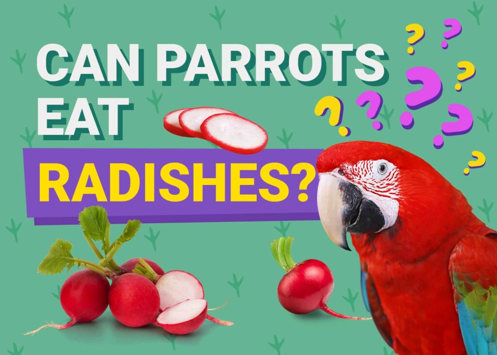 Can Parrots Eat Radishes