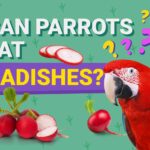 Can Parrots Eat Radishes