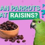 Can Parrots Eat Raisins