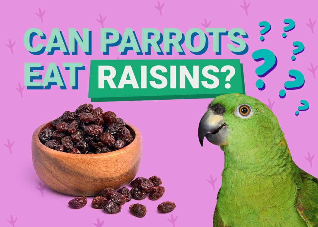 Can Parrots Eat Raisins