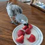 Can Parrots Eat Strawberries