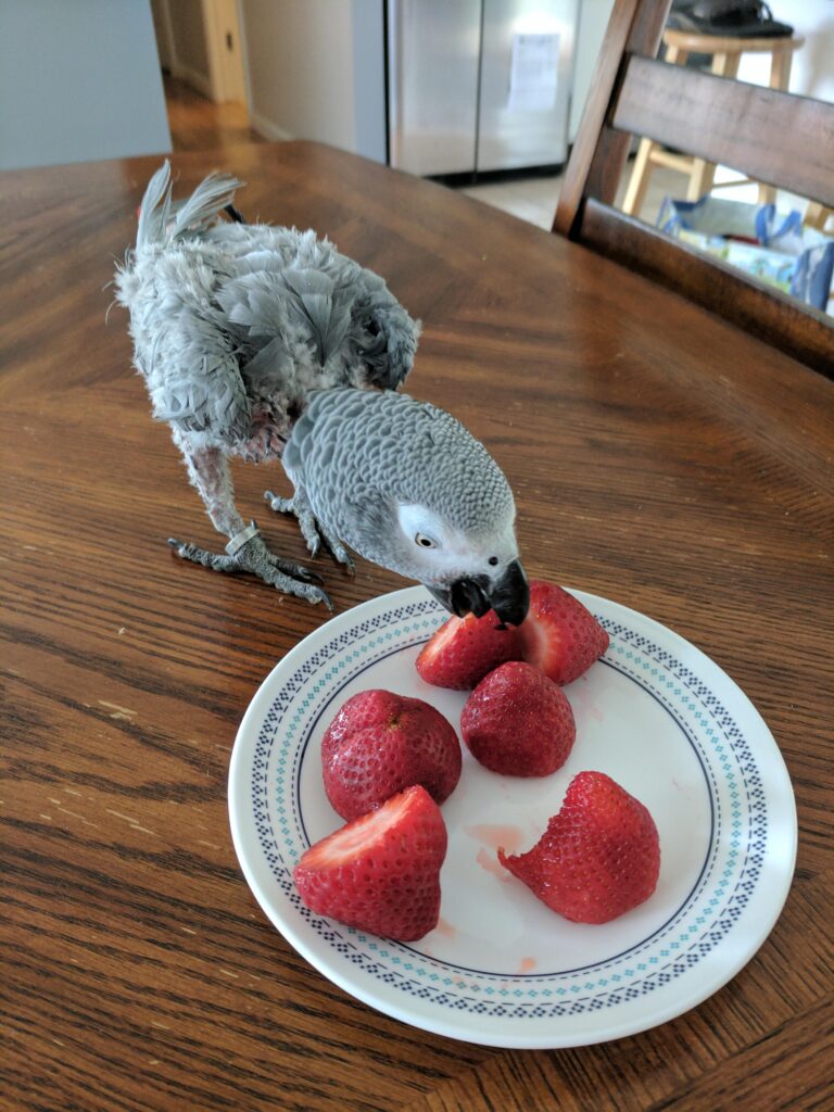 Can Parrots Eat Strawberries