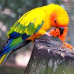 Can Parrots Eat Sweet Potato