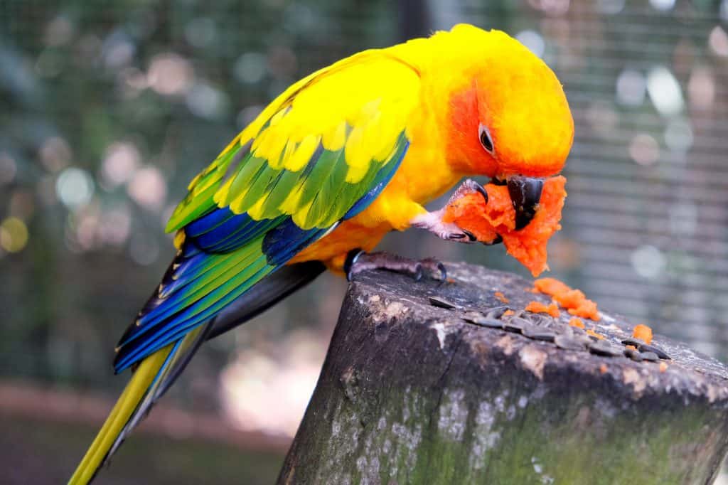 Can Parrots Eat Sweet Potato