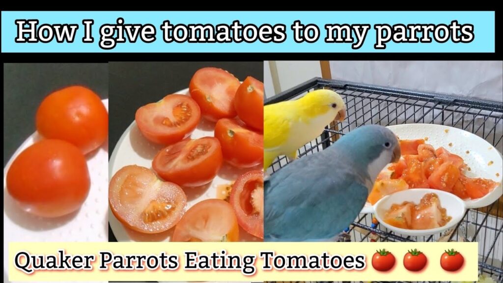 Can Parrots Eat Tomatoes