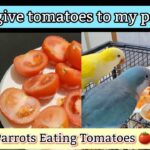 Can Parrots Eat Tomatoes