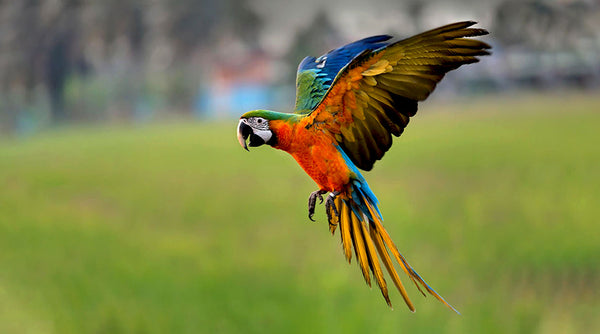 Can Parrots Fly