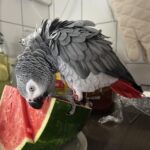 Can Parrots Have Watermelon