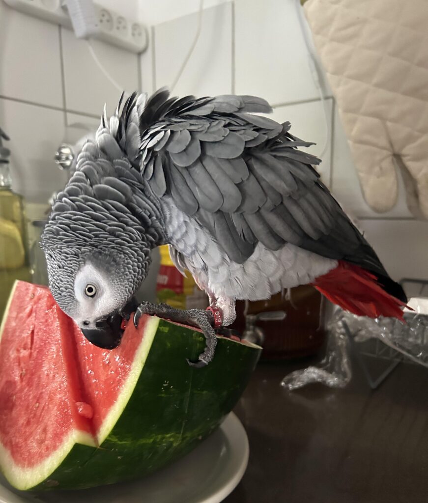 Can Parrots Have Watermelon