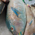 Can You Eat Parrot Fish