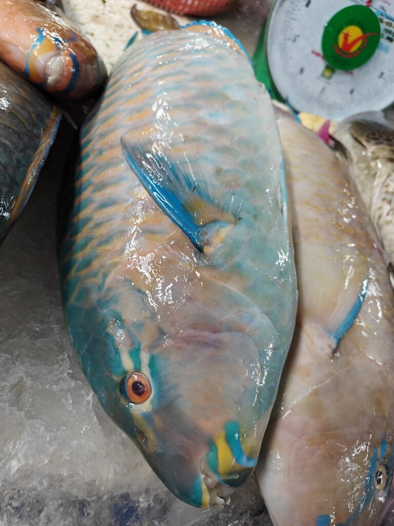 Can You Eat Parrot Fish