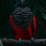 Can You Own A Dracula Parrot