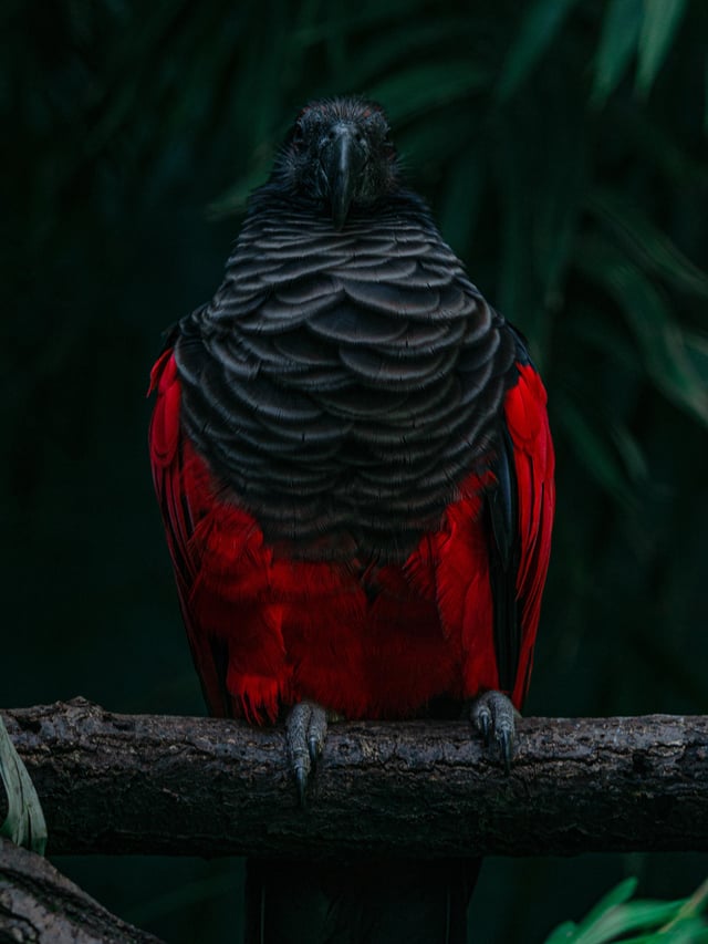 Can You Own A Dracula Parrot