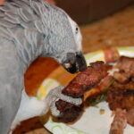 Do Parrots Eat Meat