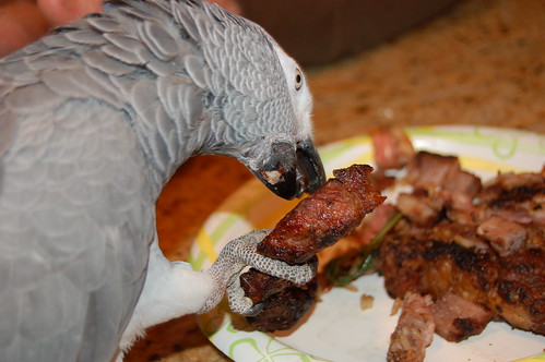 Do Parrots Eat Meat